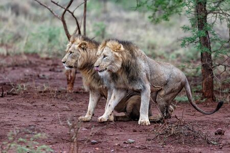 two lion males stand up simultaneously in a game reserve in south africaの写真素材