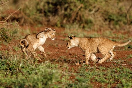 Two lion cubs are playing in the morning light in a game reserve in south africaの写真素材