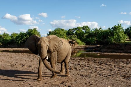 Elephant standing in a riverbed in Mashatu Game Reserve in the Tuli Block in Botswanaの写真素材