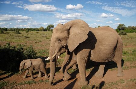 Elephant female and calf walking in Mashatua Game Reserve in the Tuli Block in Botswana