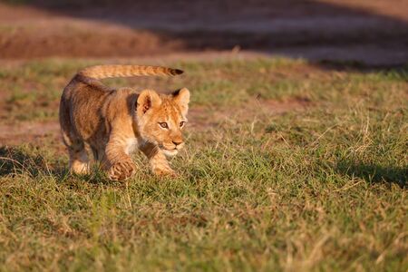 Lion cub running in the Masai Mara Game Reserve in Kenyaの写真素材