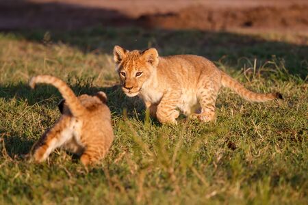 Lion cubs playing in the Masai Mara Game Reserve in Kenyaの写真素材