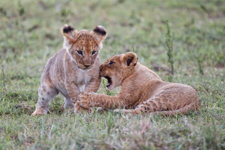 Lion cubs playing in the Masai Mara Game Reserve in Kenyaの写真素材