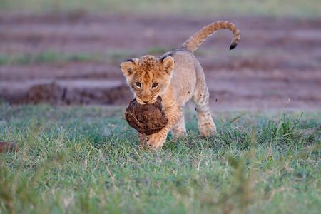 Lion cub playing with dry elephant dung in the Masai Mara Game Reserve in Kenyaの写真素材
