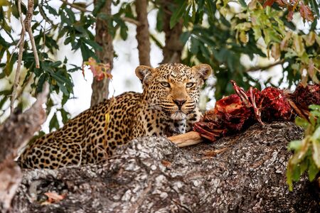 Female leopard eating from her prey in a tree in Sabi Sands Game Reserve in the Greater Kruger Region in South Africaの写真素材