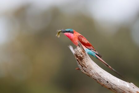 Southern carmine bee eater with a grasshopper is sitting on a branch in Kruger National Park in South Africaの写真素材
