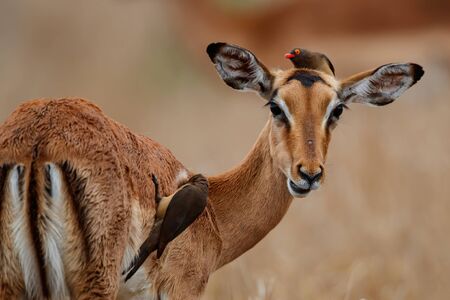 Impala female standing on the savanna with red billed oxpecker on her head and body in Kruger National Park in South Africaの写真素材