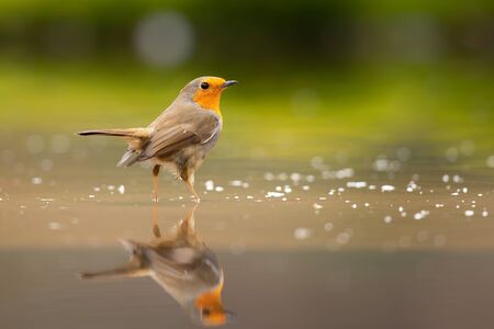 robin standing in the water of a pond with a relection in the water in the forest in the Netherlandsの写真素材