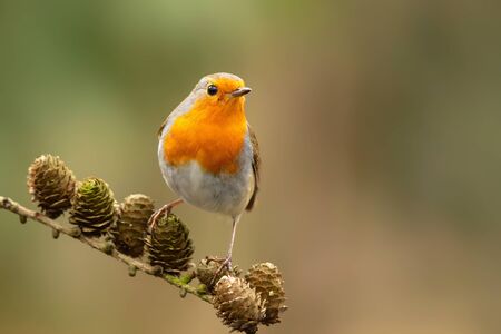 robin sitting on a branch in the forest in the Netherlands