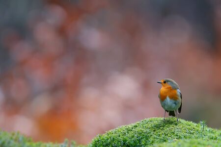 robin standing on the bank of a pond in the forest in the Netherlands