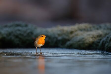 robin standing on the ice of a pond in the forest in the Netherlandsの写真素材