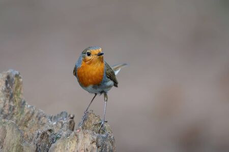 robin standing on a tree stump in the forest in the Netherlandsの写真素材