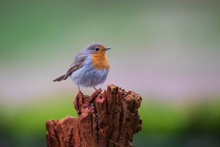 robin standing on a tree stump in the forest in the Netherlandsの写真素材