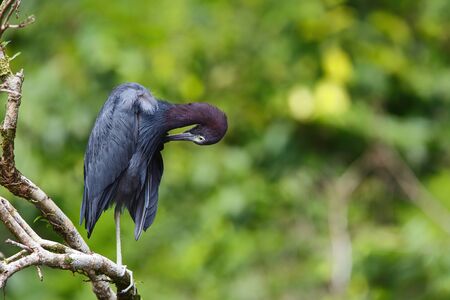 Little Blue Heron standing on a branch and cleaning his feathers in Tortuguero National Park in Costa Ricaの写真素材
