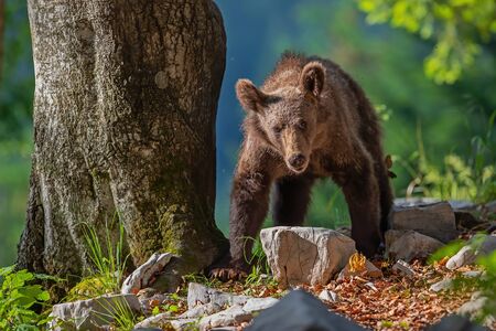 Brown bear - close encounter with a young wild brown bear looking for food in the forest and mountains of the Notranjska region in Sloveniaの写真素材