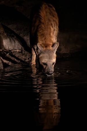 Spotted hyena drinking from a small waterhole in the spotlight in Sabi Sands Game Reserve in the Greater Kruger Region in South Africaの写真素材