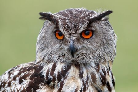 Portrait of a European Eagle Owl (Bubo bubo) with a green meadow in the backgroufd in Gelderland in...