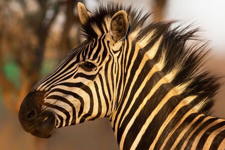 Portrait of a Zebra standing in the last light in the Kruger National Parkの写真素材