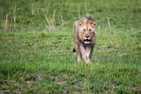Male lion coming downhill in a Game Reserve in Kwa Zulu Natal in South Africa with copy spaceの写真素材