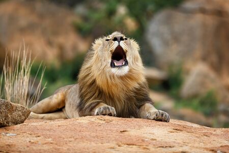 Male lion roaring in Nkomazi Game Reserve in Kwa Zulu Natal in South Africaの写真素材