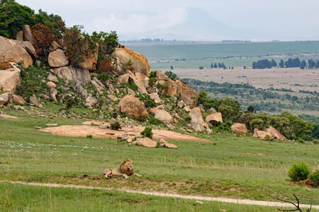Male lion resting in a great landscape in Nkomazi Game Reserve in Kwa Zulu Natal in South Africaの写真素材