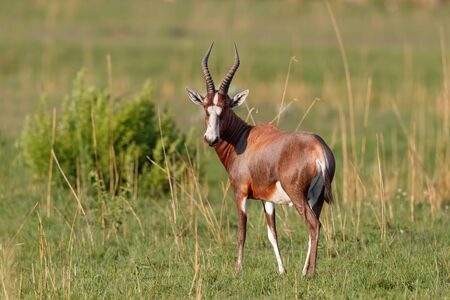 Blesbok standing in the green grass in Nkomazi Game Reserve in Kwa Zulu Natal in South Africaの写真素材