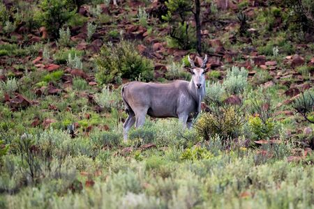 Common Eland male standing on a rocky hill with green grass in Nkomazi Game Reserve in Kwa Zulu Natal in South Africaの写真素材