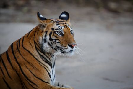 Portrait of a young female tiger resting in Bandhavgarh National Park in Indiaの写真素材