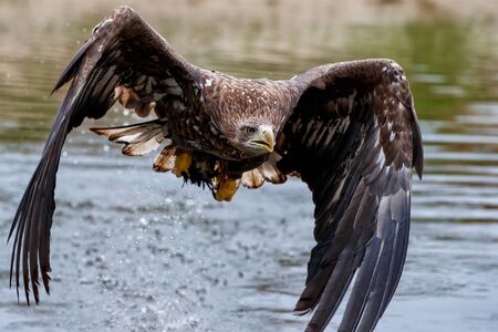 White Tailed Eagle (Haliaeetus albicilla) flying over a pond for food in the Netherlandsの写真素材
