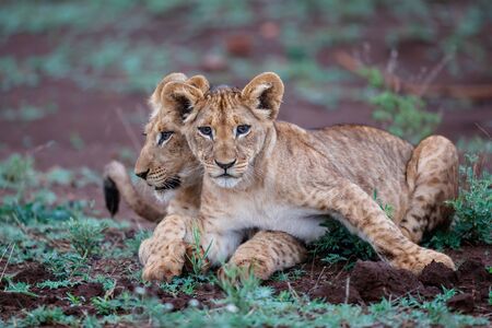 two lion cubs show affection to each other in Zimanga Game Reserve in Kwa Zulu Natal in South Africaの写真素材