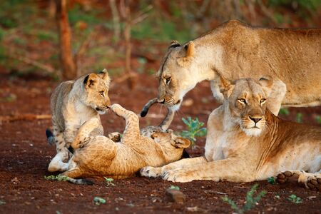 two lion cubs play with each other under the watchful eye of two lionesses in a Game Reserve in Kwa Zulu Natal in South Africaの写真素材