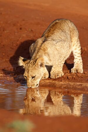 Cute Lion cub drinking in a Game Reserve in South Africaの写真素材