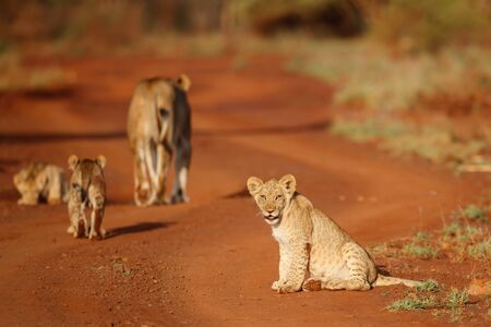 Cute Lion watching straight to the camera while the rest of the family walks away in a Game Reserve in South Africaの写真素材
