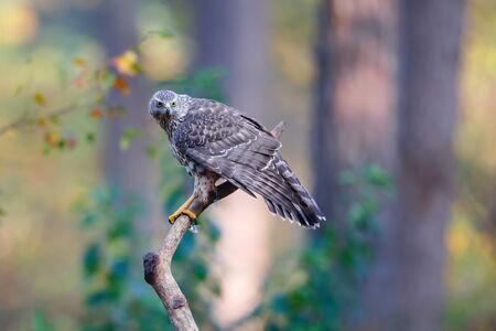 Northern Goshawk sitting (Accipiter gentilis) on a branch in the forest of Noord Brabant in the Netherlands.の写真素材