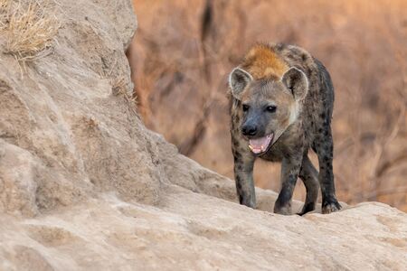 Hyena coming out of the den early in the morning in the warm light of the sunrise in Sabi Sands game reserve in the Greater Kruger Region in South Africaの写真素材