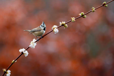 European Crested Tit sitting on a branch in the forest in the Netherlandsの写真素材
