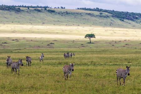 Zebra walking on the savanna of the Masai Mara Game Reserve in Kenyaの写真素材
