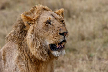 Portrait of a young male lion standing on the plains of the Masai Mara National Reserve in Kenya