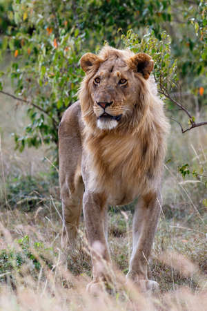 Young male lion standing in the bush in the Masai Mara National Reserve in Kenyaの写真素材