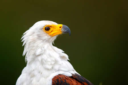 Portrait of an African Fish Eagle sitting next to a pond in a game reserve in South Africaの写真素材