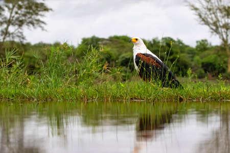 An African Fish Eagle sitting next to a pond in a game reserve in South Africaの写真素材