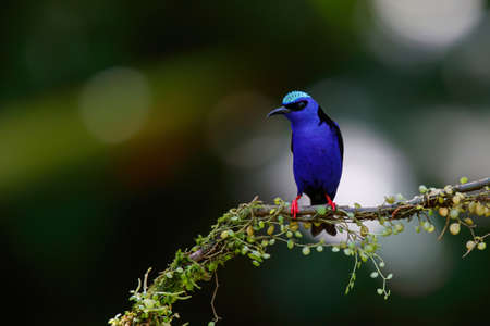 Red Legged Honeycreeper (Cyanerpes cyaneus) male sitting on a branch in the rainforest mear Boca Tapada in Costa Ricaの写真素材