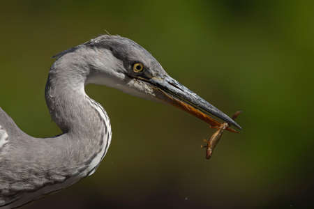 Gray heron portrait .The heron was catching a salamander in a pond in the forest in the Netherlans....