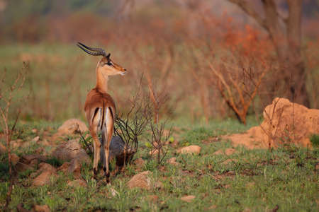 impala male standing in the first warm light in Nkomazi Game Reserve in Kwa Zulu Natal in South Africaの写真素材