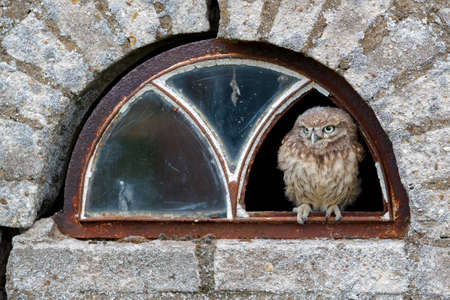 Little Owl (Athene noctua) juvenile sitting in a window of an old barn in the Netherlands.の写真素材