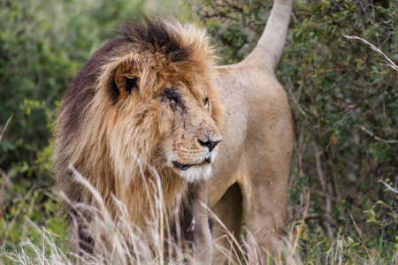 Portrait of a male lion in the Masai Mara National Reserve in Kenya
