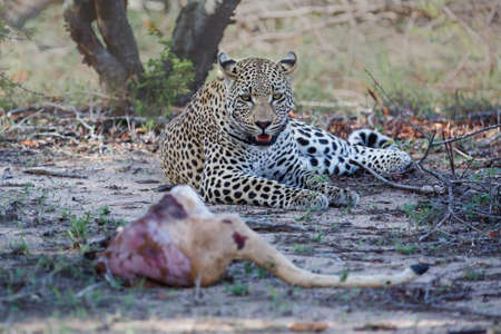 Male leopard protects the remains of an impala prey in Sabi Sands Game Reserve in the Greater Kruger...