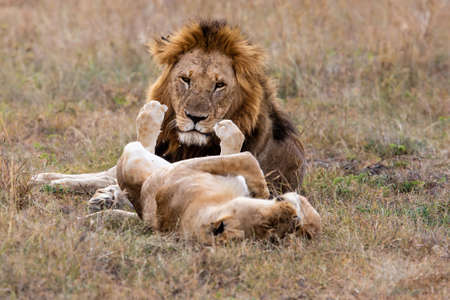 Lion mating couple spending several days together on the plains of the Masai Mara National Reserve in Kenyaの写真素材