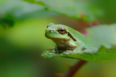 European Tree Frog (Hyla arborea) sitting on a Bramble (Rubus sp.) Bush in the forest in Noord...