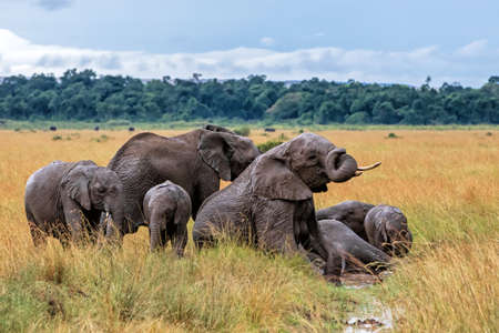 Elephants taking a mud bath in the rain in Masai Mara National Reserve in Kenya